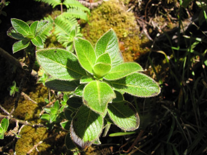 Pubescent Mirrorplant