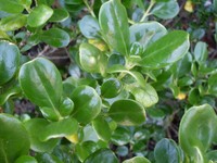 Creeping Mirrorplant