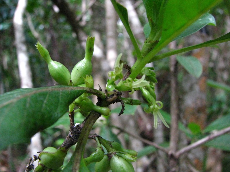 Woodland Mirrorplant