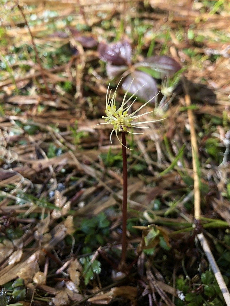 Fernleaf Goldthread