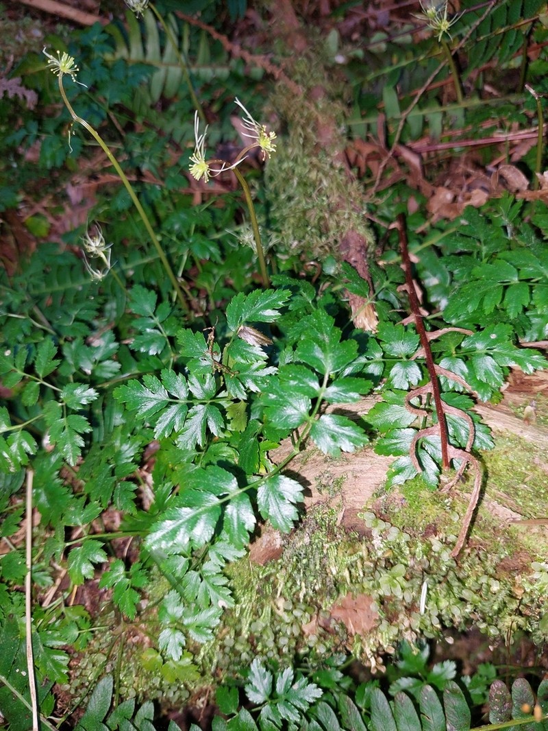 Fernleaf Goldthread photo 2