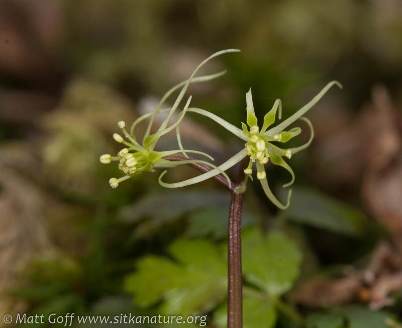 Fernleaf Goldthread photo 3