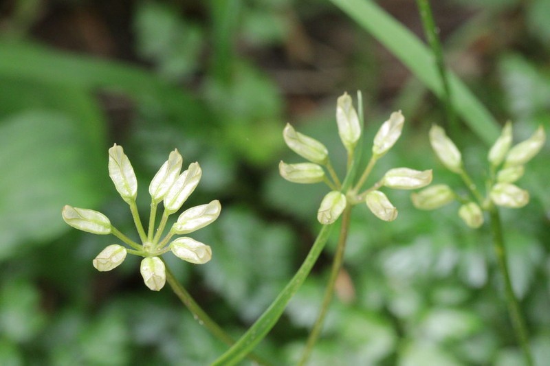 Fernleaf Goldthread photo 4