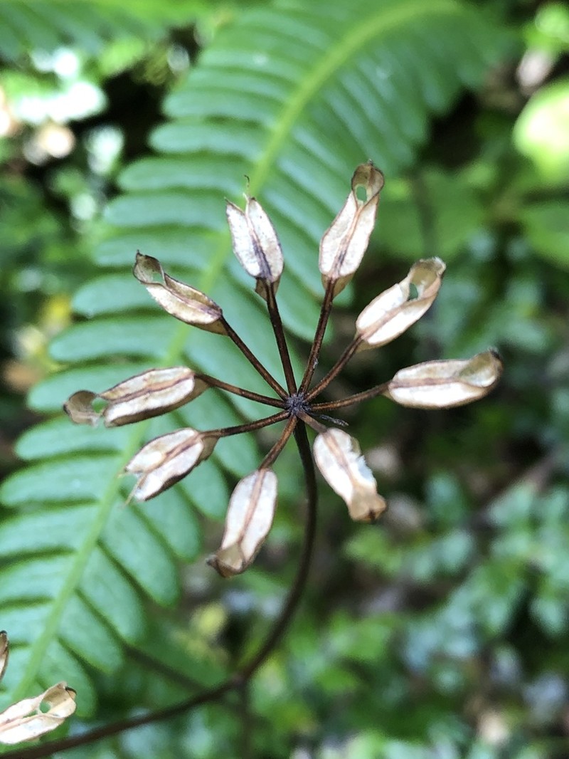 Fernleaf Goldthread photo 5