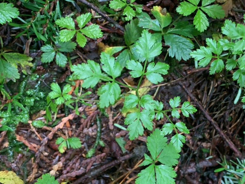 Fernleaf Goldthread photo 6