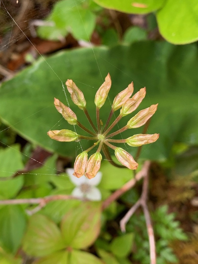 Fernleaf Goldthread photo 8