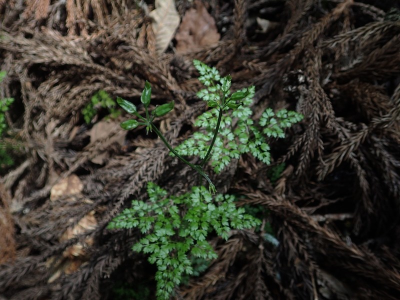 Coptis japonica var. japonica