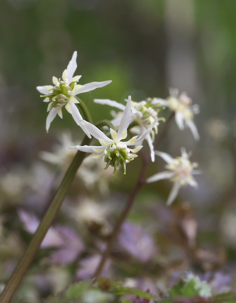 Coptis japonica var. japonica photo 2