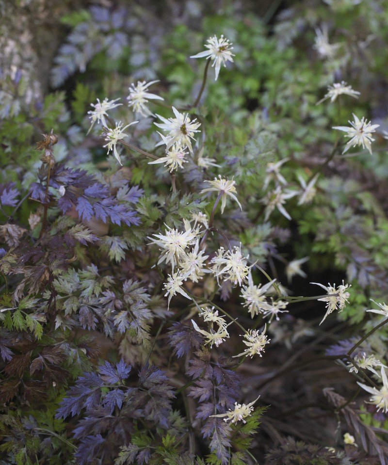 Coptis japonica var. japonica photo 3