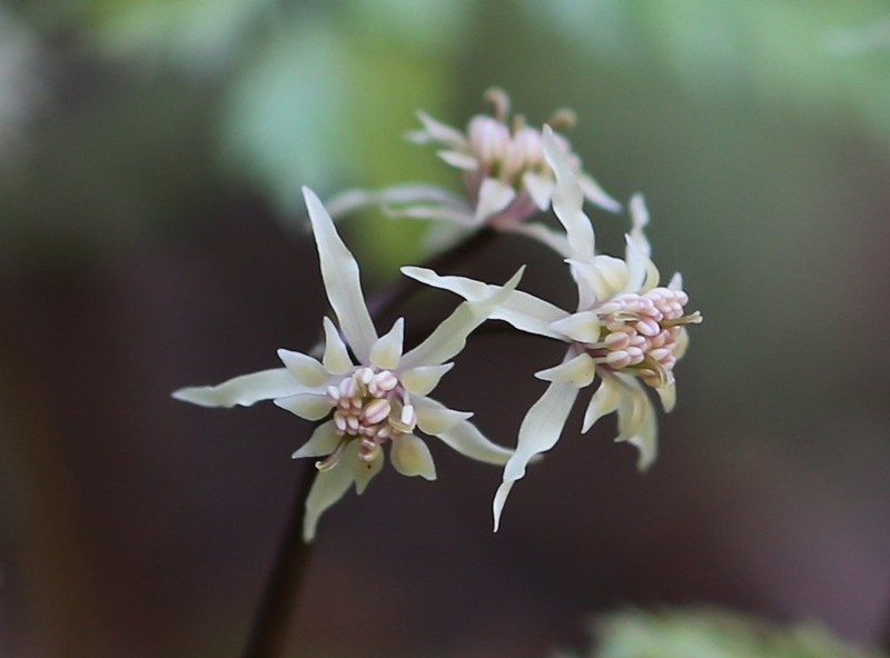 Coptis japonica var. japonica photo 4