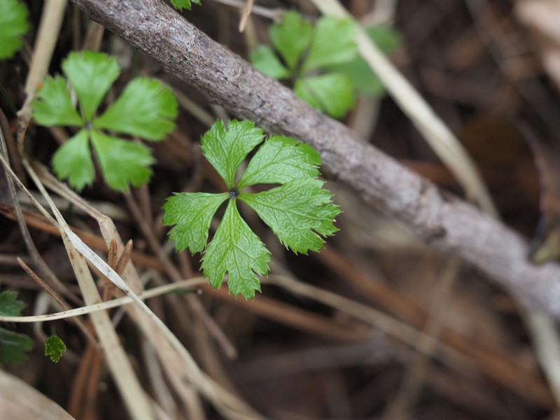 Coptis kitayamensis photo 4