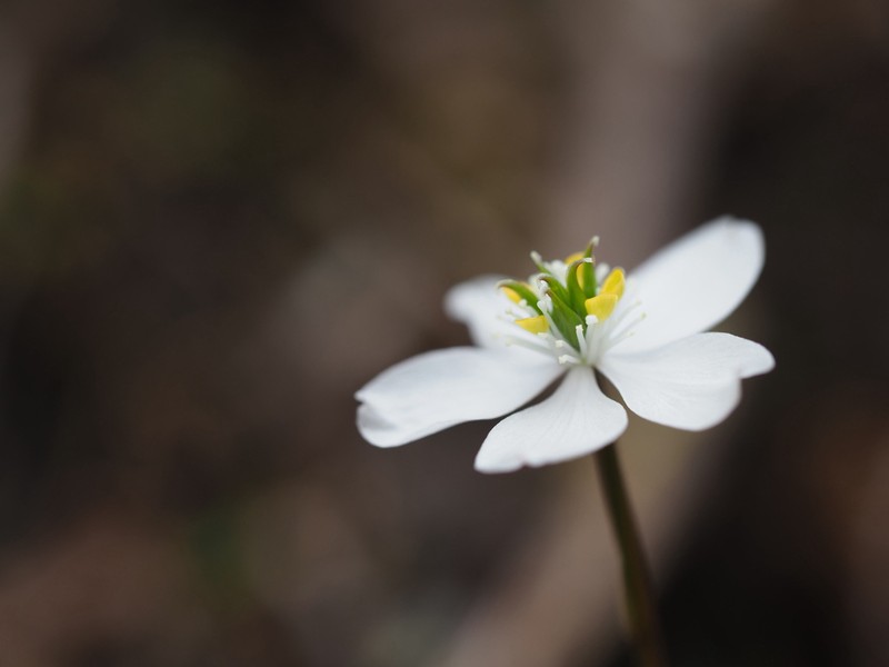 Coptis kitayamensis photo 5
