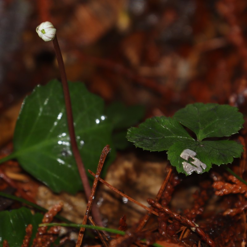 Coptis kitayamensis