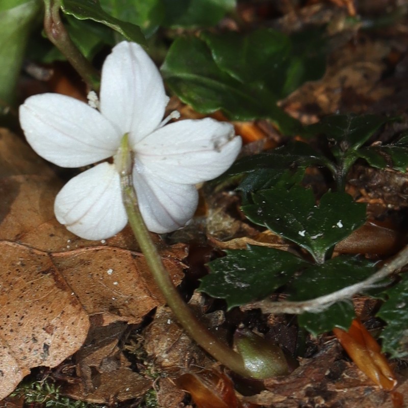 Coptis kitayamensis photo 6