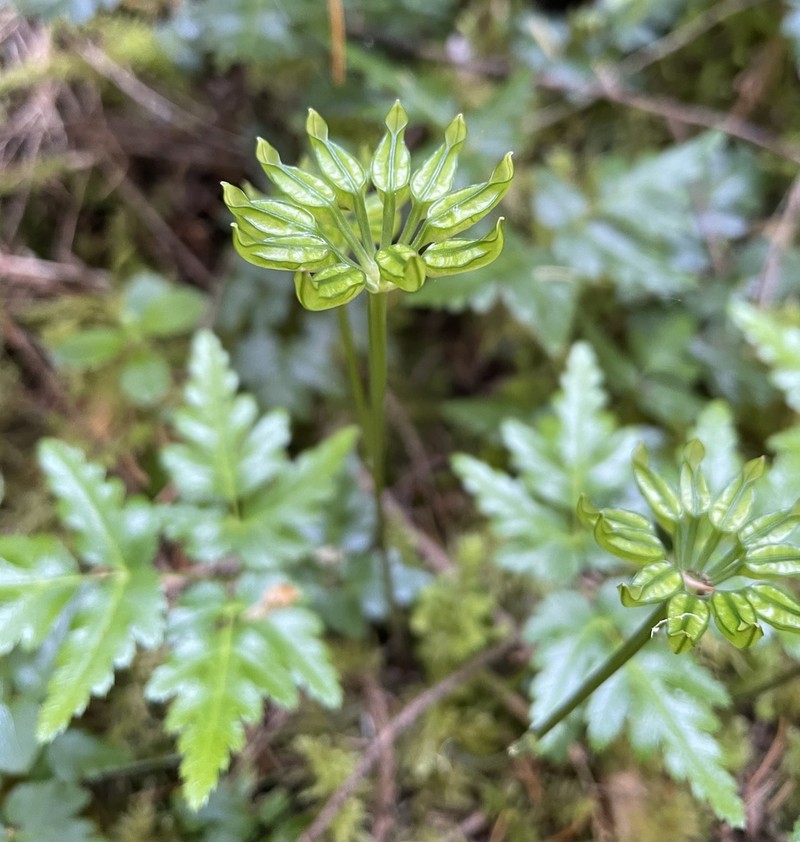 Oregon Goldthread