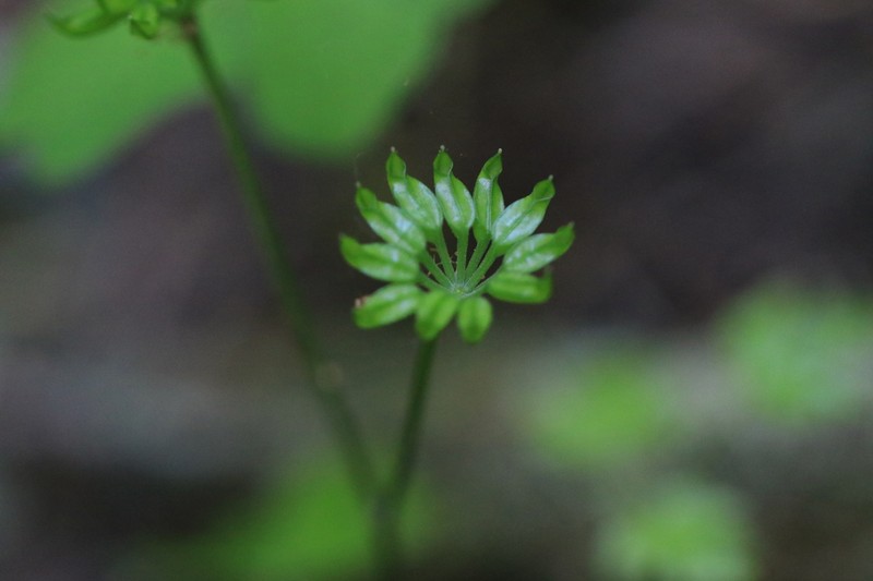Oregon Goldthread photo 2