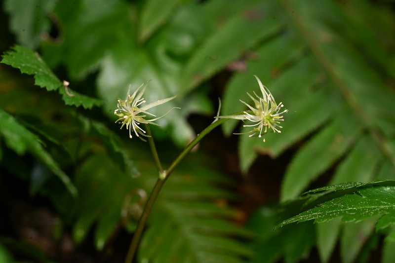 Oregon Goldthread photo 3