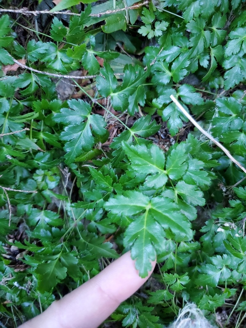 Oregon Goldthread photo 4