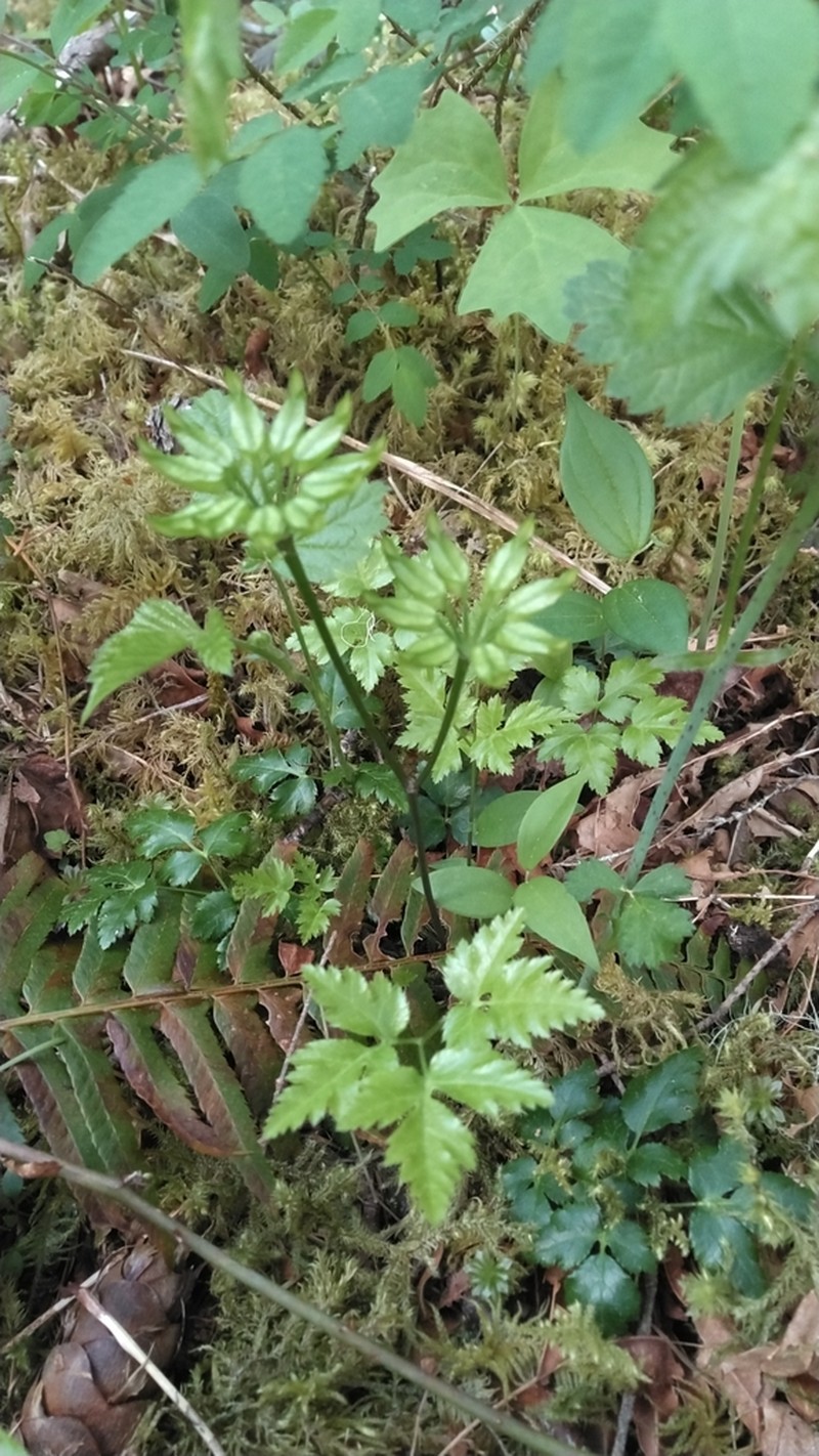 Oregon Goldthread photo 5
