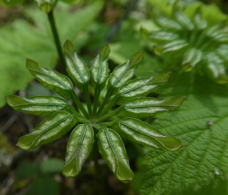 Oregon Goldthread photo 6