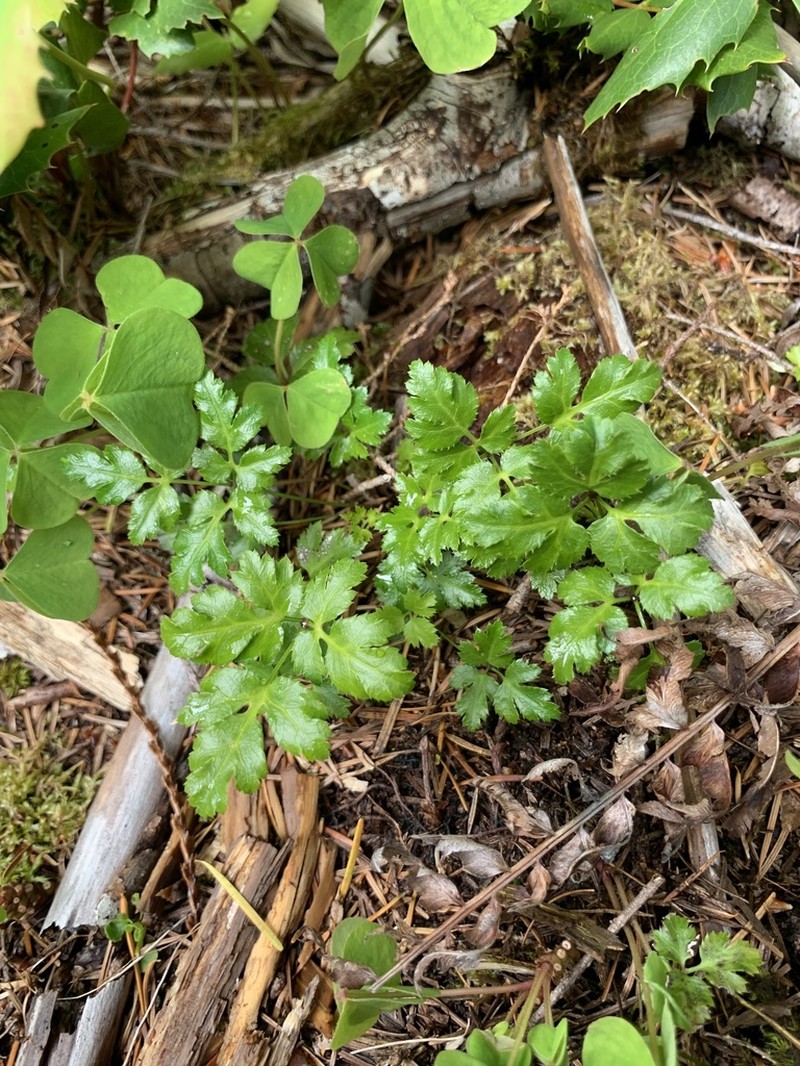 Oregon Goldthread photo 7