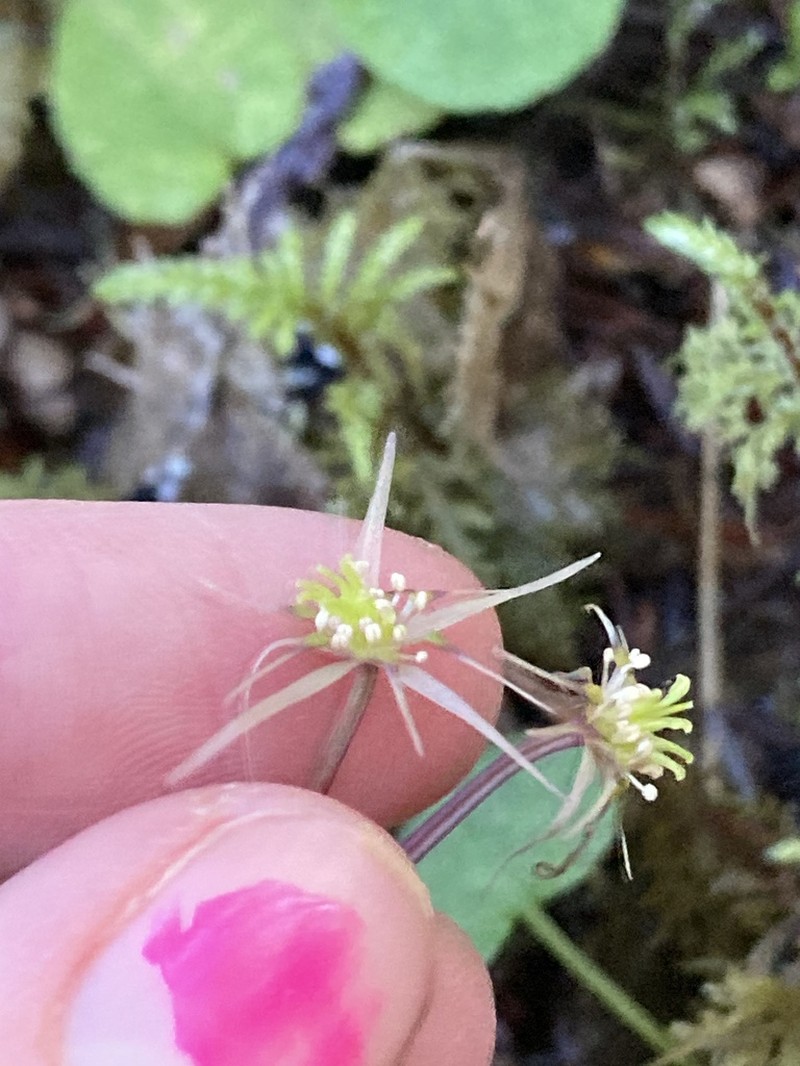 Oregon Goldthread photo 8