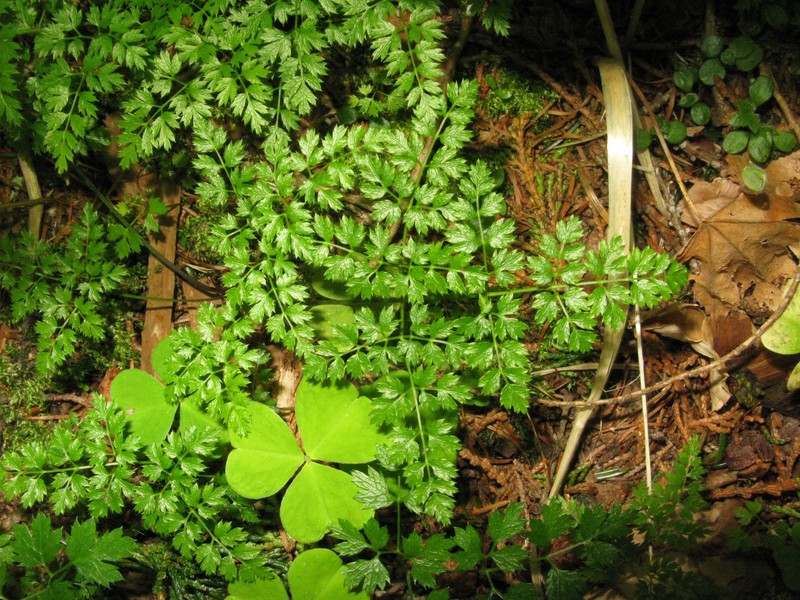 Coptis lutescens