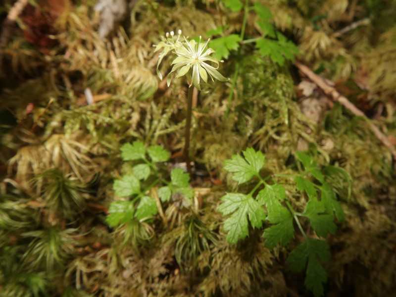 Coptis lutescens photo 2