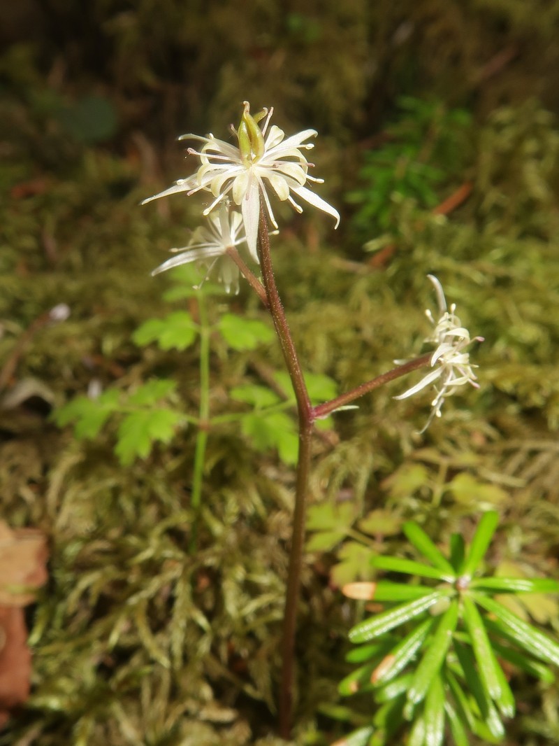 Coptis lutescens photo 3