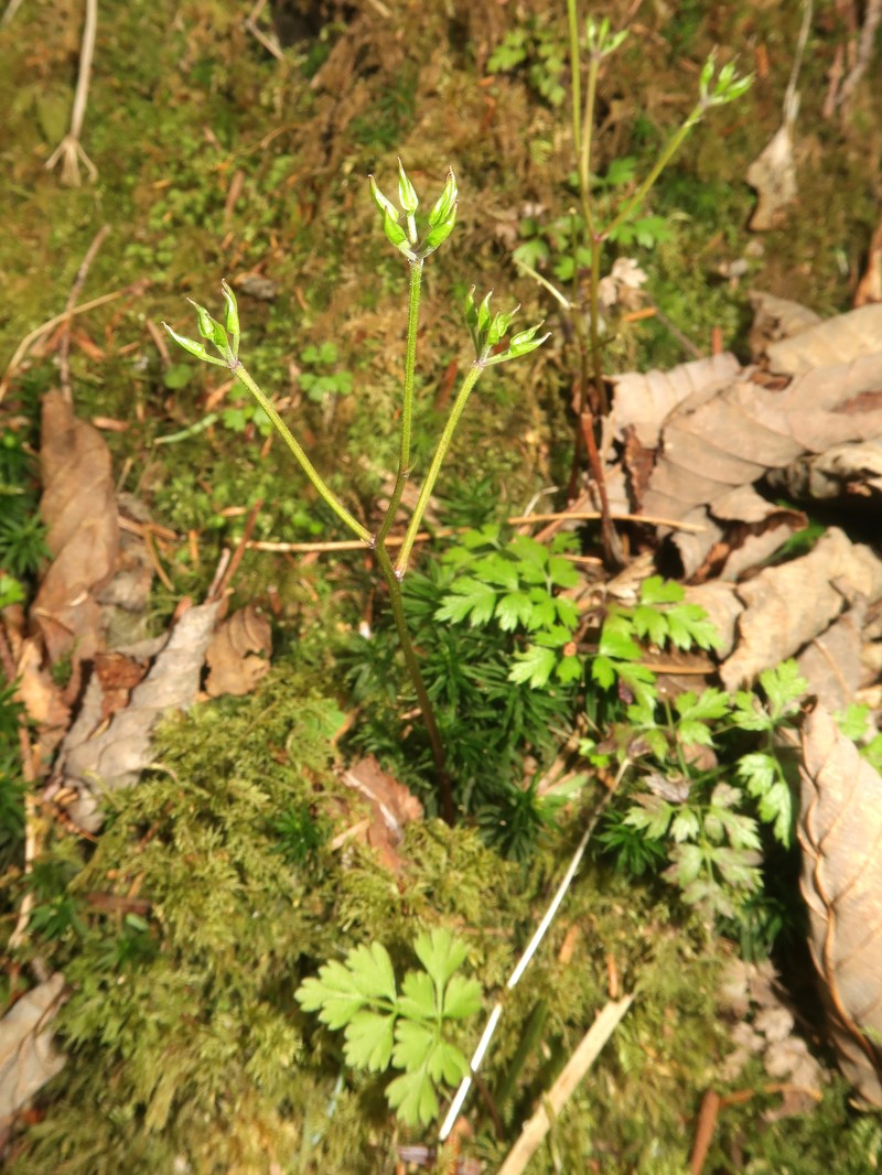 Coptis lutescens photo 4