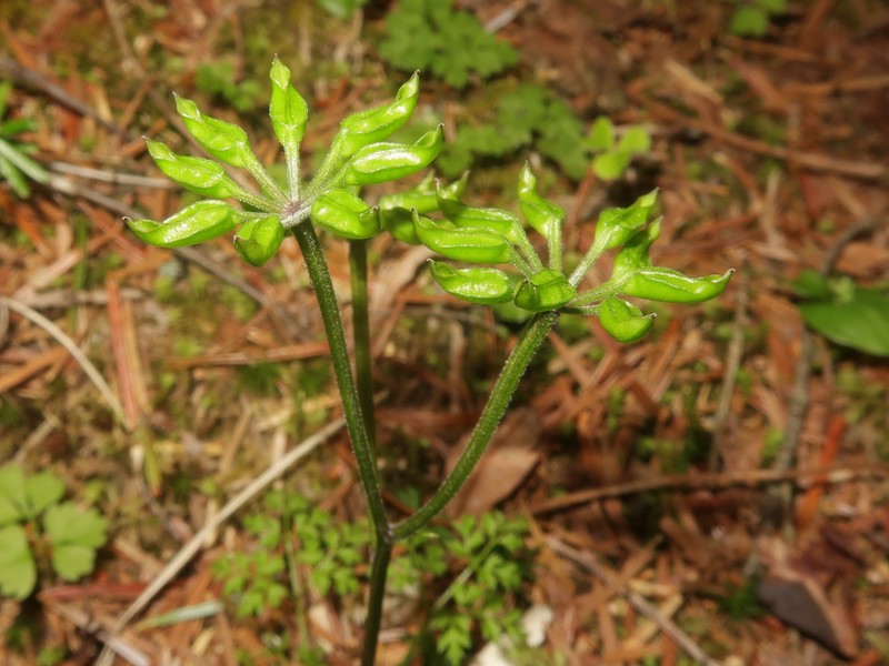 Coptis lutescens photo 5