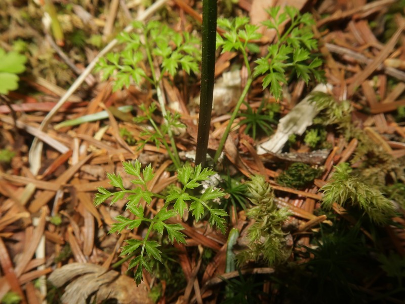 Coptis lutescens photo 6