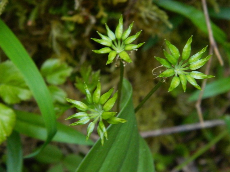 Idaho Goldthread