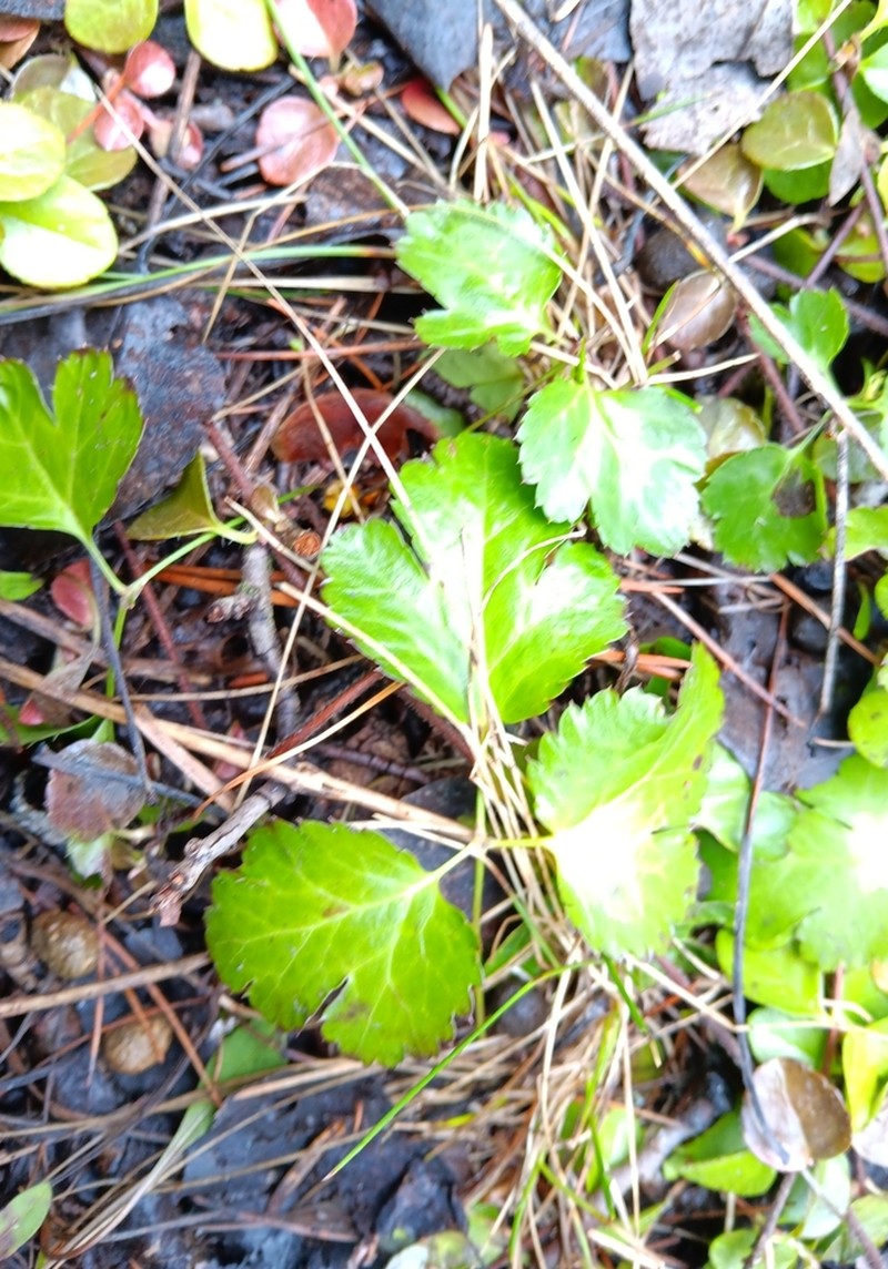 Idaho Goldthread photo 2