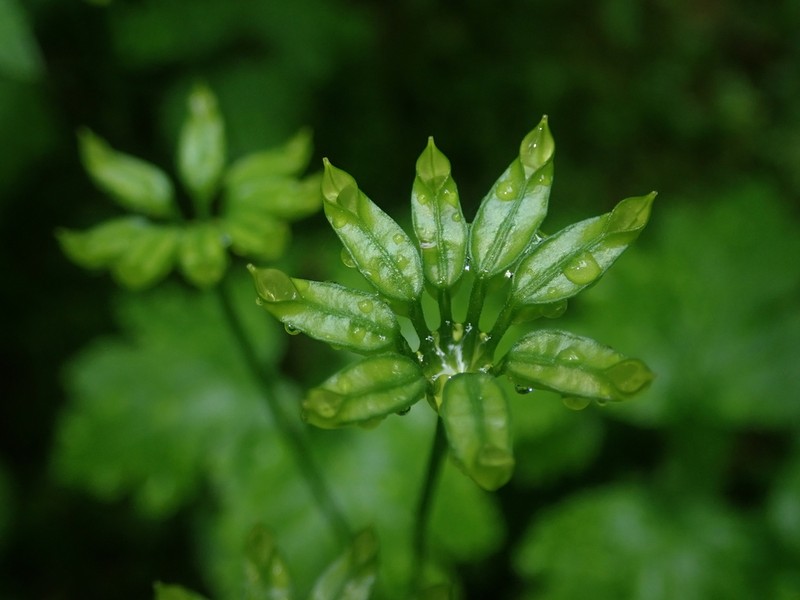 Idaho Goldthread photo 3