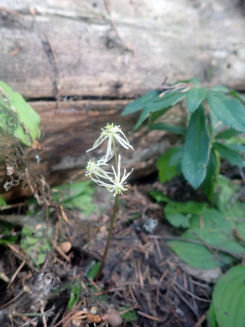 Idaho Goldthread photo 4
