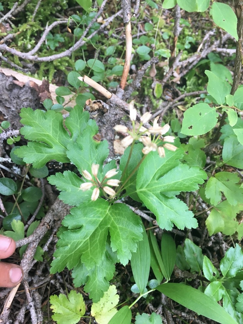 Idaho Goldthread photo 5