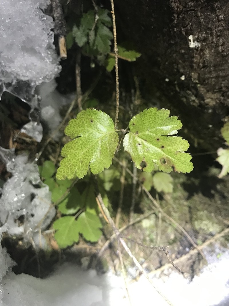 Idaho Goldthread photo 6