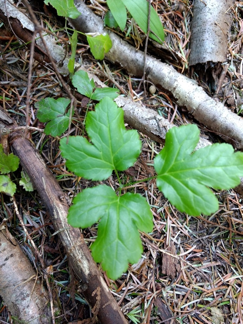 Idaho Goldthread photo 7