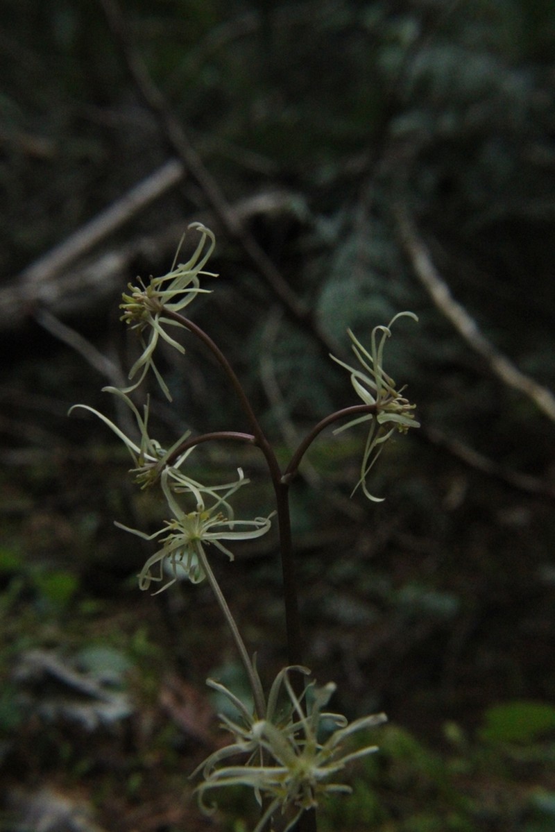Idaho Goldthread photo 8