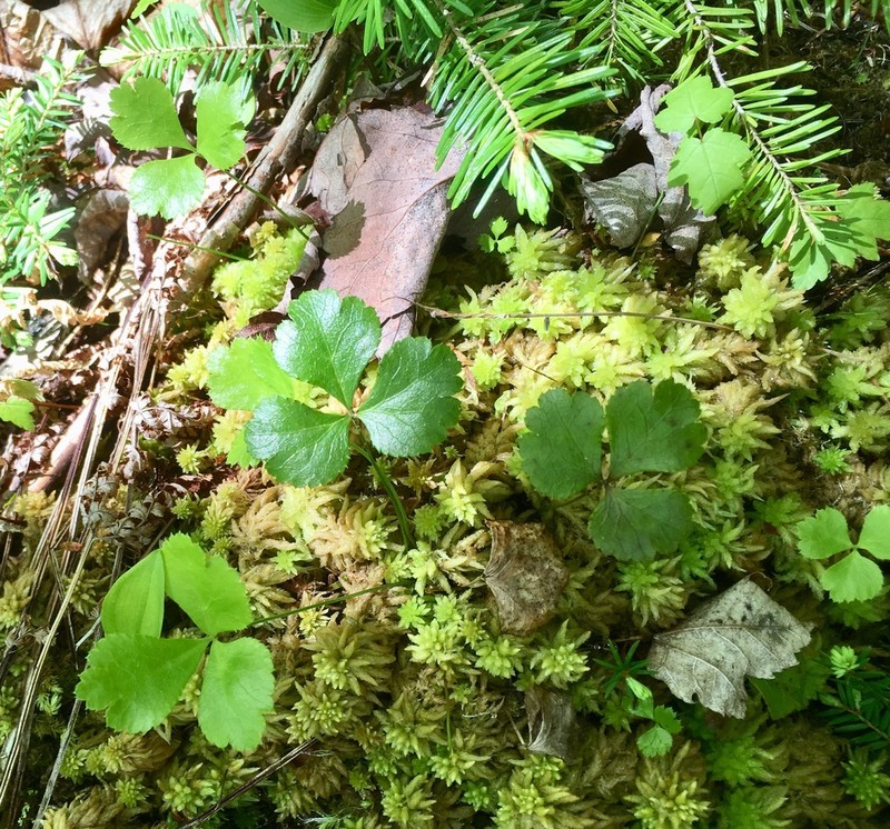 Threeleaf Goldthread photo 8