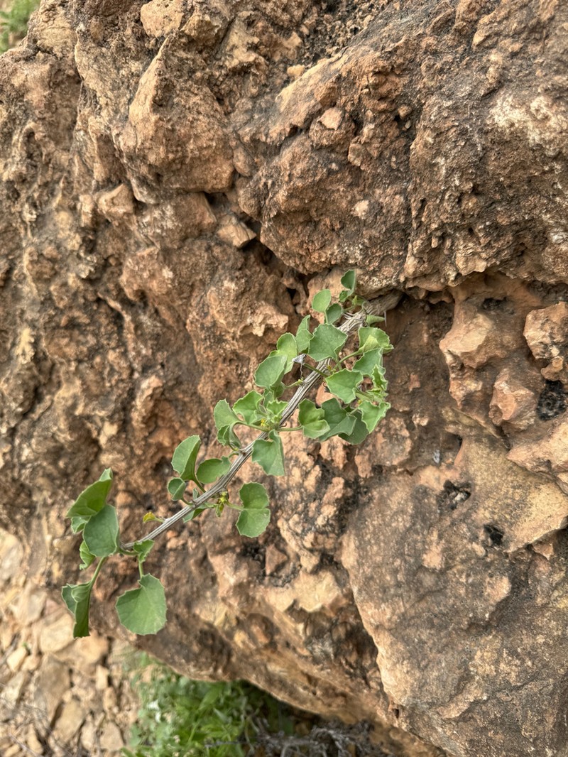 Corallocarpus glomeruliflorus photo 2