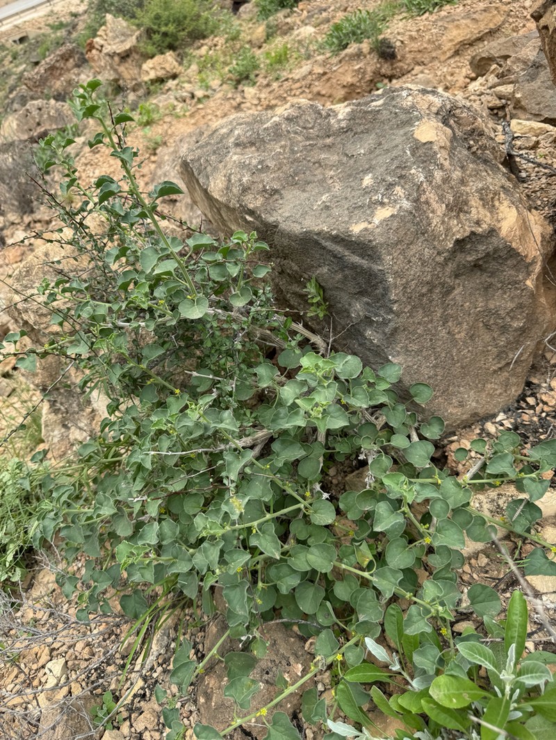 Corallocarpus glomeruliflorus photo 3
