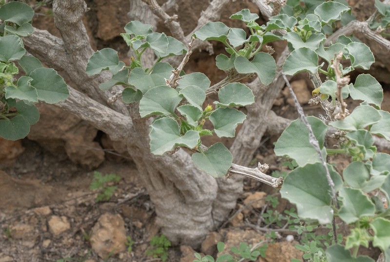Corallocarpus glomeruliflorus photo 6