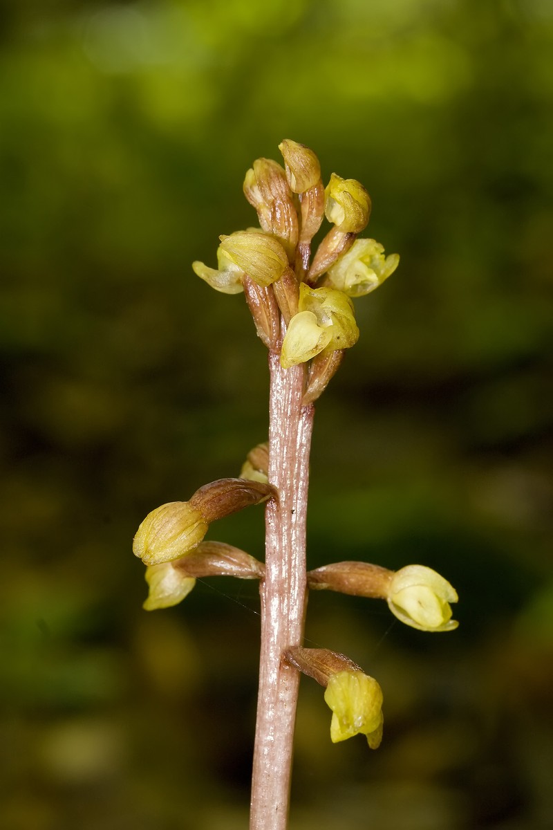 Bentley's Coralroot