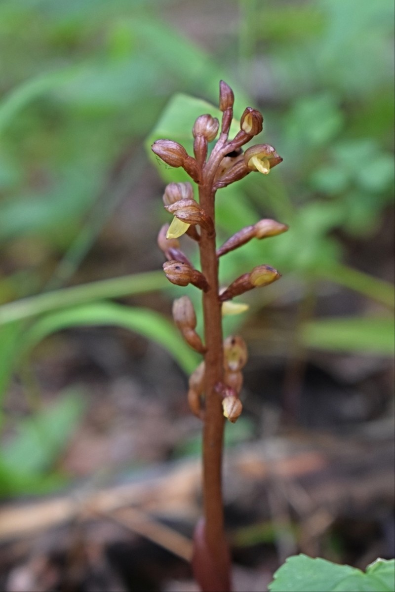 Bentley's Coralroot