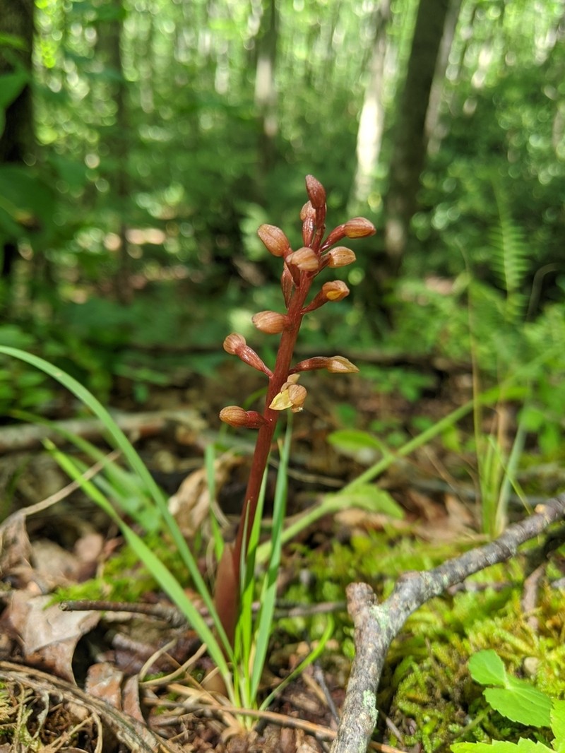 Bentley's Coralroot photo 2