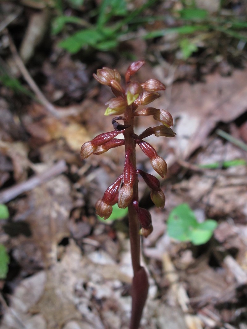 Bentley's Coralroot photo 3