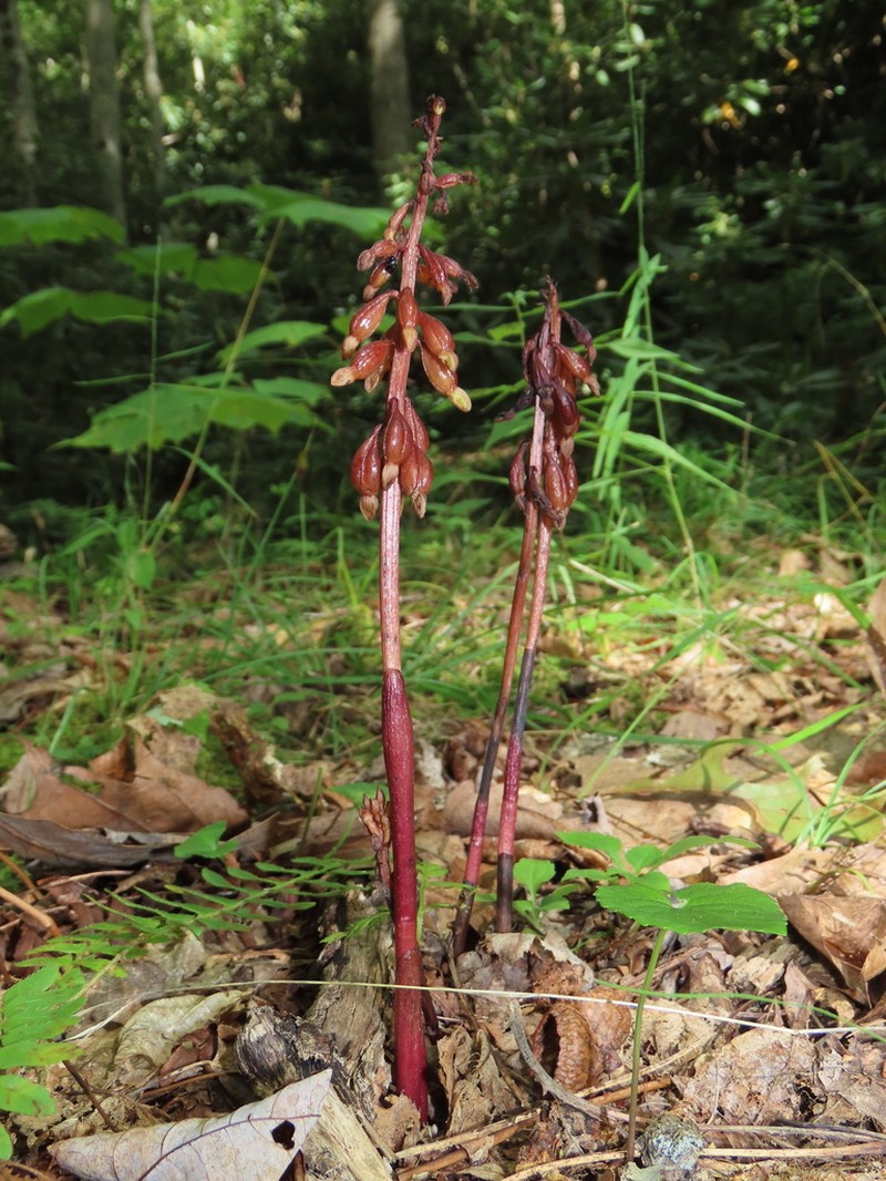 Bentley's Coralroot photo 4