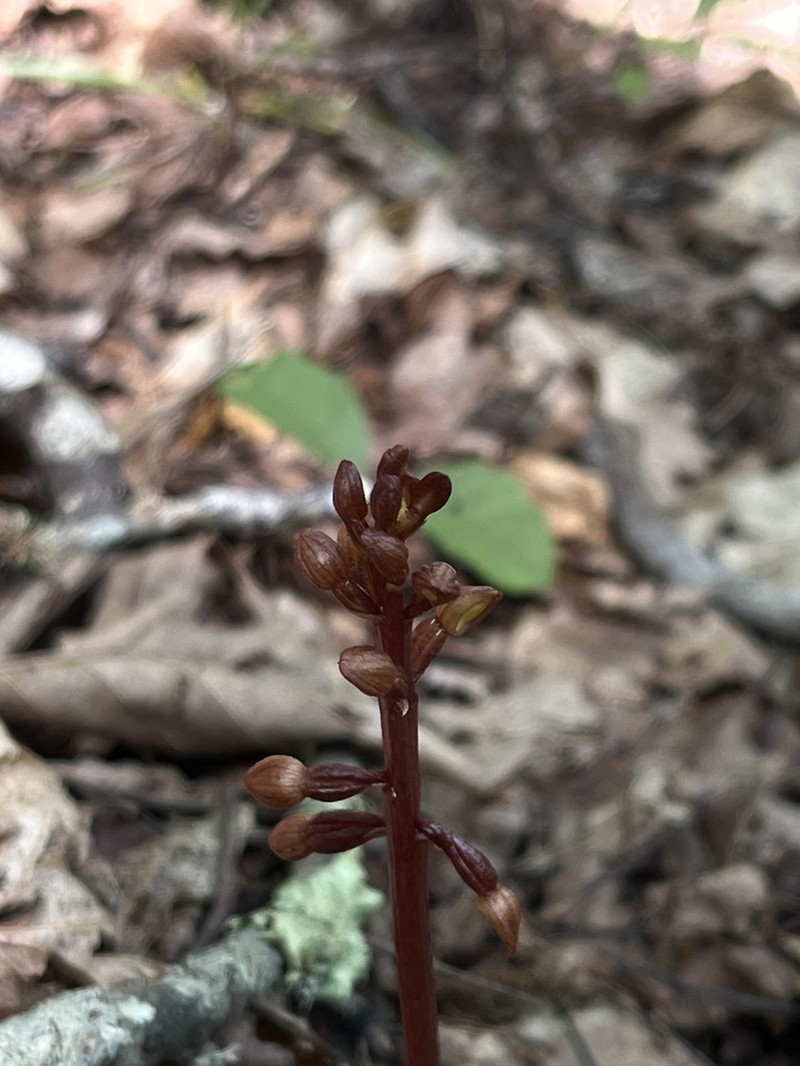 Bentley's Coralroot photo 5